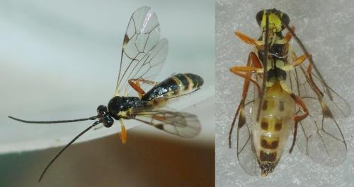 Diplazontinae